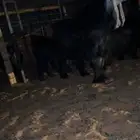 فحل عارضي نادر صنف ومعرف مشروط القريع