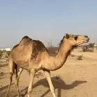 هجن لها روابط سبق