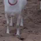 عنزين هجين قزمي السن ثنيات