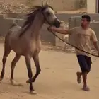 مهره واهو حفيدت ار فريد