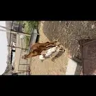 سواكنيه خلفه