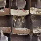 حمام طبات سلفر سوبر جامبو