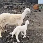 رخل ثنيه صنف
