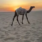 قعود مجهم ابوه الوافي ولد وافي العرم الشيباني