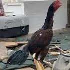 3 فروخ ديوك