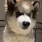 هاسكي لتبني