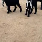 جفرات عوارض صنف بفحلها معرفات