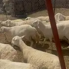 حريات مراح طيبه
