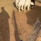 طليان حريات مغاليق