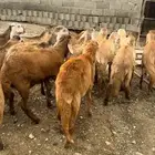 سواكن تيلاد
