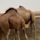 حاشي لباني للبيع