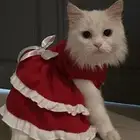 قطط للتبني ابو عريش