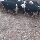 طليان ورخال تربيه طيبه