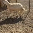 جذع صنف ينسف شرط
