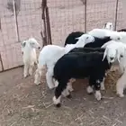 رخال نجد وعيسا طيبة
