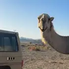 جمل خوار مزيون الاسم   جذاب ابوه  البتلي وامه   البتلا