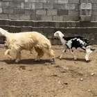 رخل جذعه تحتها طلي
