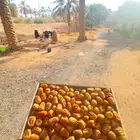 تمر سكري مفتل ( مزارع القصيم )