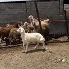 طلي مشروع فحل