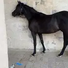 مهره دهما كحل شعبيه للبيع