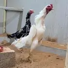 ديك شامو هزاز ابيض