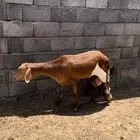 سواكن خلفات