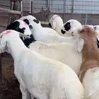 ذبيحتك لباب بيتك