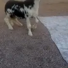 تم البيع مشروع فحل نجدي صنف