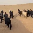 معزا دفيع عوارض(( تم البييع الله يبارك للجميع ))
