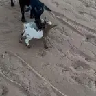 عنز قزمية معه جفره وتيس