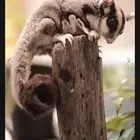 شوقر قلايدر سنجاب طائر تبوك
