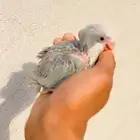 للبيع فرخ كويكر دايلوت عيون حمرا