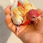 للبيع فرخ روزيلا ناري