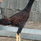 دجاج باكستاني