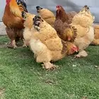 دجاج براهما دم صافي بيور