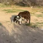 سواكن توم
