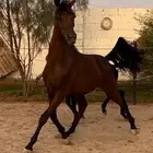 خيل للبيع
