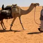 رحول ابل للبيع