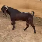 تيس فحل(( تم البييع الله يبارك للجميع