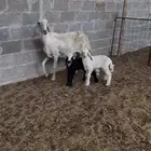 شاه نجديه معها 2