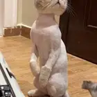 قط ضايع أبيض رمادي