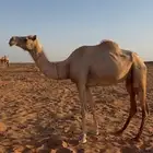 ذلول عشرا للبيع