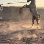 حصان عربي