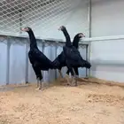 فروخ شامو الماني هزاز