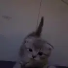 قط سكوتش ذكر و أنثى العمر شهرين