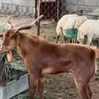 تيس فحل