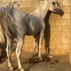 حصان مكس بطل
