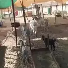 معزا عوارض تم البيع