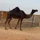 ناقه مجهم خفوت