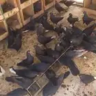 قطايف ترثه قديمه وحده